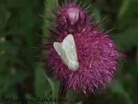 Groene weide-uil [Calamia tridens]